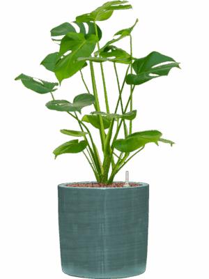 Monstera Deliciosa In Plain Striped D 15 H 54 cm - PlantenShop24 - 09-05-2025