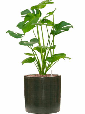 Monstera Deliciosa In Plain Striped D 15 H 54 cm - PlantenShop24 - 09-05-2025