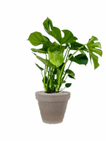 Monstera Deliciosa In Terra Cotta D 21 H 98 cm - PlantenShop24 - 21-05-2025