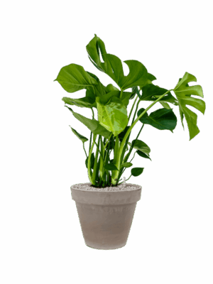 Monstera Deliciosa In Terra Cotta D 21 H 98 cm - PlantenShop24 - 21-05-2025