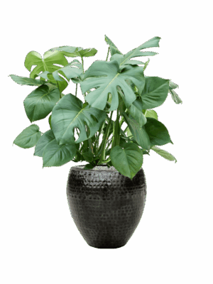 Monstera Deliciosa In Thom D 27 H 93 cm - PlantenShop24 - 27-05-2025