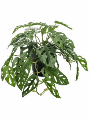 Monstera Monkey D 55 H 55 cm - PlantenShop24 - 24-05-2025