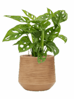 Monstera Obliqua In Baq Dune D 15 H 60 cm - PlantenShop24 - 08-05-2025