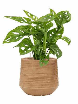 Monstera Obliqua In Baq Dune D 15 H 60 cm - PlantenShop24 - 08-05-2025