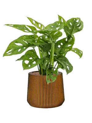 Monstera Obliqua In Capi Nature Groove D 15 H 55 cm - PlantenShop24 - 08-05-2025