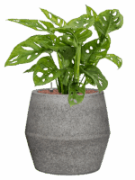 Monstera Obliqua In Cement & Stone D 15 H 67 cm - PlantenShop24 - 08-05-2025