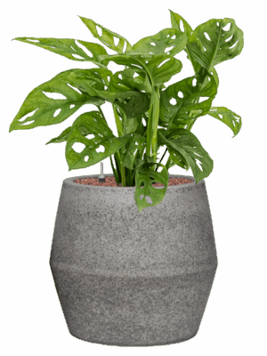 Monstera Obliqua In Cement & Stone D 15 H 67 cm - PlantenShop24 - 08-05-2025