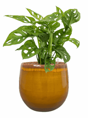 Monstera Obliqua In Charlotte D 15 H 64 cm - PlantenShop24 - 08-05-2025