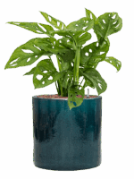 Monstera Obliqua In Cylinder D 15 H 64 cm - PlantenShop24 - 08-05-2025
