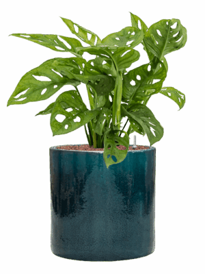 Monstera Obliqua In Cylinder D 15 H 64 cm - PlantenShop24 - 08-05-2025
