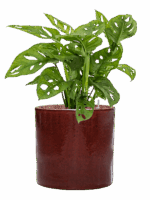 Monstera Obliqua In Cylinder D 15 H 64 cm - PlantenShop24 - 08-05-2025