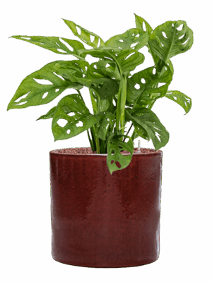 Monstera Obliqua In Cylinder D 15 H 64 cm - PlantenShop24 - 08-05-2025