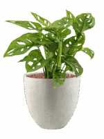 Monstera Obliqua In Grigio D 15 H 61 cm - PlantenShop24 - 08-05-2025