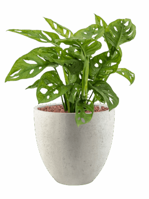 Monstera Obliqua In Grigio D 15 H 61 cm - PlantenShop24 - 08-05-2025