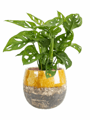 Monstera Obliqua In Lindy D 15 H 58 cm - PlantenShop24 - 02-05-2025