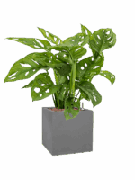 Monstera Obliqua In Natural D 15 H 54 cm - PlantenShop24 - 08-05-2025