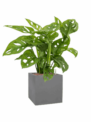 Monstera Obliqua In Natural D 15 H 54 cm - PlantenShop24 - 08-05-2025