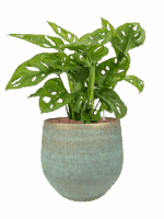 Monstera Obliqua In Ryan D 15 H 61 cm - PlantenShop24 - 11-05-2025