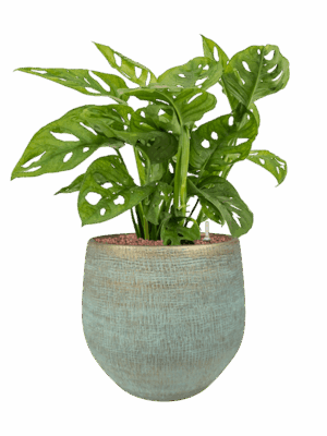 Monstera Obliqua In Ryan D 15 H 61 cm - PlantenShop24 - 26-05-2025