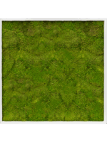 Moss Painting D 100 H 6 cm - PlantenShop24 - 16-05-2025