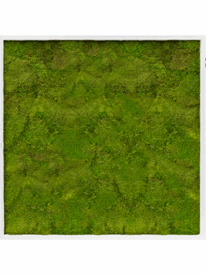 Moss Painting D 100 H 6 cm - PlantenShop24 - 16-05-2025