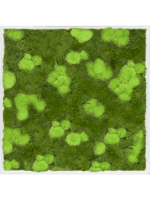 Moss Painting D 100 H 6 cm - PlantenShop24 - 16-05-2025