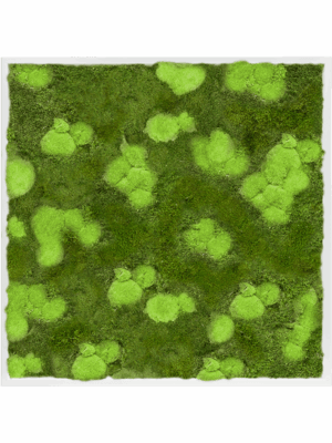 Moss Painting D 100 H 6 cm - PlantenShop24 - 16-05-2025