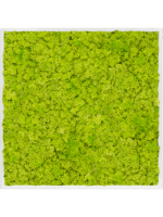 Moss Painting D 100 H 6 cm - PlantenShop24 - 16-05-2025