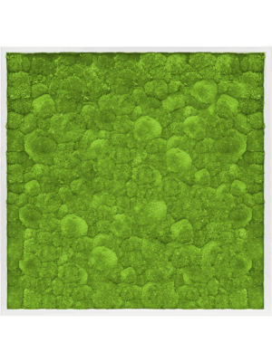 Moss Painting D 100 H 6 cm - PlantenShop24 - 16-05-2025