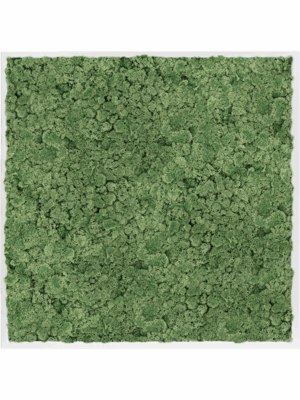 Moss Painting D 100 H 6 cm - PlantenShop24 - 16-05-2025