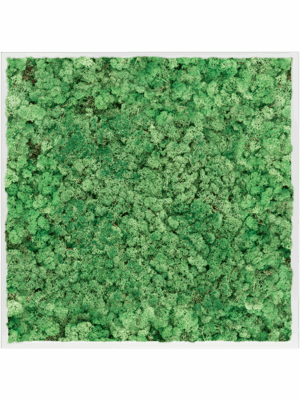 Moss Painting D 100 H 6 cm - PlantenShop24 - 16-05-2025