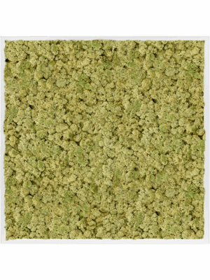 Moss Painting D 100 H 6 cm - PlantenShop24 - 16-05-2025