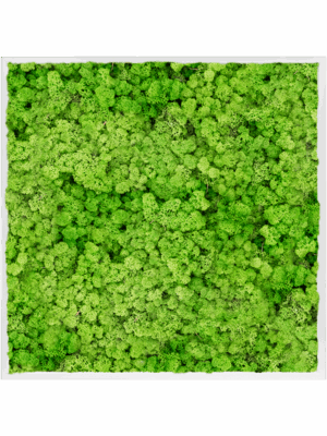 Moss Painting D 100 H 6 cm - PlantenShop24 - 16-05-2025
