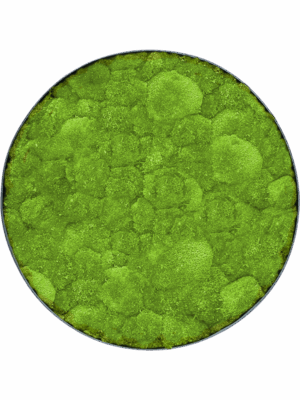 Moss Painting D 30 H 5 cm - PlantenShop24 - 09-05-2025