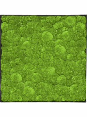 Moss Painting D 40 H 5 cm - PlantenShop24 - 29-04-2025