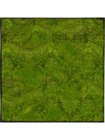 Moss Painting D 40 H 5 cm - PlantenShop24 - 29-04-2025