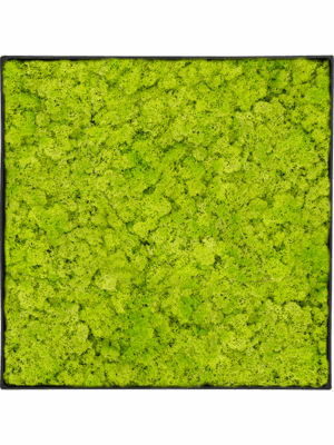 Moss Painting D 40 H 5 cm - PlantenShop24 - 29-04-2025