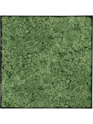 Moss Painting D 40 H 5 cm - PlantenShop24 - 29-04-2025