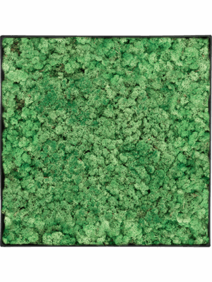 Moss Painting D 40 H 5 cm - PlantenShop24 - 29-04-2025