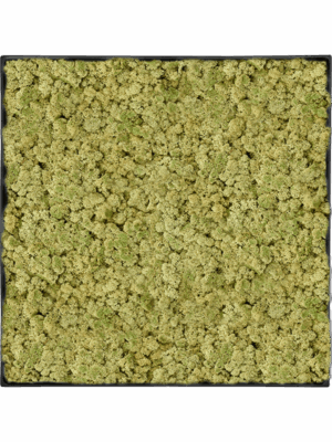 Moss Painting D 40 H 5 cm - PlantenShop24 - 29-04-2025