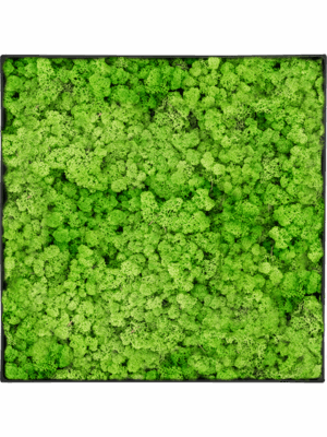 Moss Painting D 40 H 5 cm - PlantenShop24 - 29-04-2025