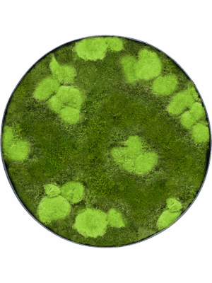 Moss Painting D 60 H 5 cm - PlantenShop24 - 29-04-2025