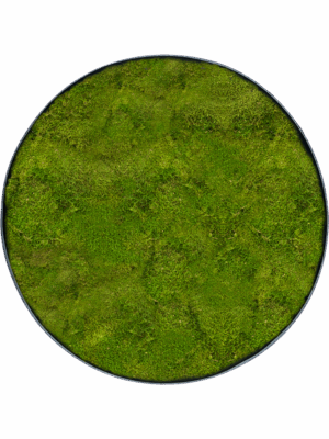Moss Painting D 60 H 5 cm - PlantenShop24 - 29-04-2025