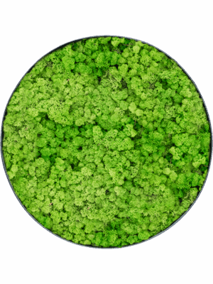 Moss Painting D 60 H 5 cm - PlantenShop24 - 29-04-2025