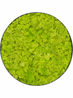 Moss Painting D 70 H 5 cm - PlantenShop24 - 29-04-2025