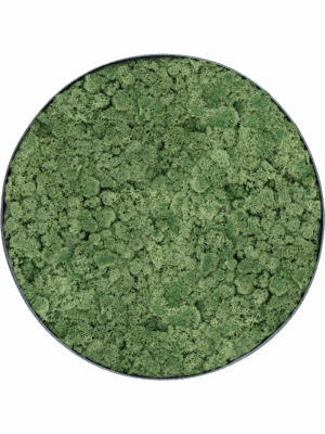 Moss Painting D 70 H 5 cm - PlantenShop24 - 29-04-2025