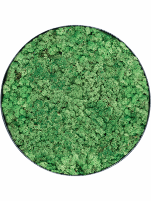 Moss Painting D 70 H 5 cm - PlantenShop24 - 29-04-2025