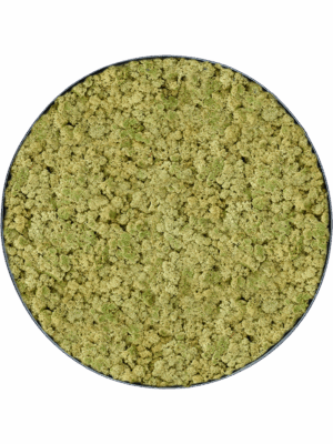 Moss Painting D 70 H 5 cm - PlantenShop24 - 29-04-2025
