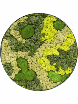 Moss Painting D 70 H 5 cm - PlantenShop24 - 29-04-2025
