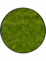 Moss Painting D 80 H 5 cm - PlantenShop24 - 09-05-2025